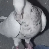 فروش  یجفت یالی با یه طوقی نر|پرنده|برازجان, |دیوار