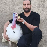 جوجه بوقلمون گوشتی(but6)