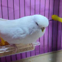 مرغ عشق انگلیسی گرید a و قفس