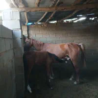 اسب|اسب و تجهیزات اسبسواری|بیضا, |دیوار