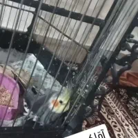 عروس هلندی و قفس