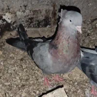 ماده سبز