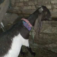 یک عددبز پاکستانی همراه بزغاله