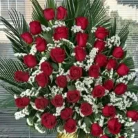 گل رز هلندی|گل و گیاه طبیعی|قم, چهار امامزاده|دیوار