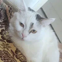 گربه خونگی