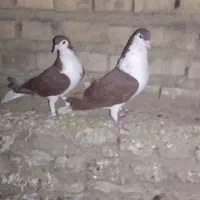 کبوتر|پرنده|گنبد کاووس, |دیوار