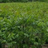 نهال گردو آماده کاشت