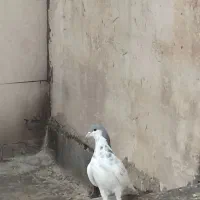 یال سبزخوشرنگ