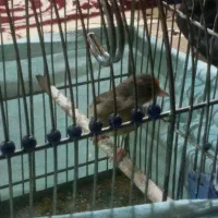 سهر قناری سالم ماده هست