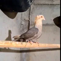 ارشینگل ماده فروشی