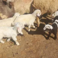 میش بره