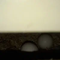 دو عدد طوطی برزیلی تخم گزار|پرنده|شاهرود, |دیوار