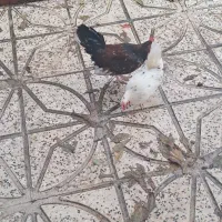 مرغ و خروس مینیاتوری|حیوانات مزرعه|پارسآباد, |دیوار