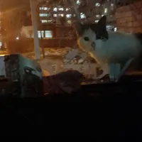 مدارک گم شده به اسم مهدی سلمانی