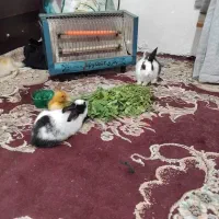 خرگوش خانگی ۴ ماهه