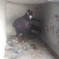 کبوترشیخی وطوقی