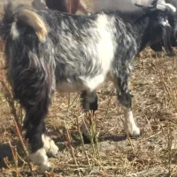 کهره چاق وسرحال