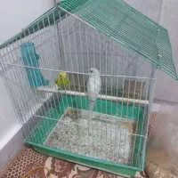 مرغ عشق|پرنده|ری, دولتآباد|دیوار