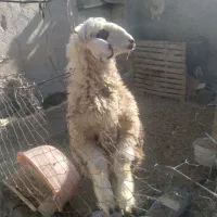 یه بره ی نر چاق|حیوانات مزرعه|مرودشت, مختارآباد|دیوار