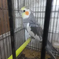 عروس هلندی|پرنده|گلبهار, شهر جدید گلبهار|دیوار