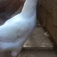 مرغ وخروس|حیوانات مزرعه|رشت, عینک|دیوار