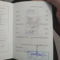 گربه  DHS|گربه|گلبهار, شهر جدید گلبهار|دیوار