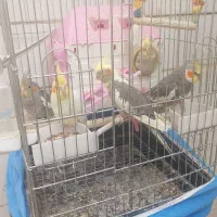 طوطی عروس مولد