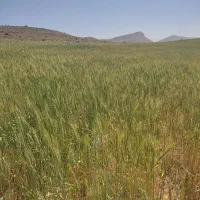 گندم درجه یک بذری