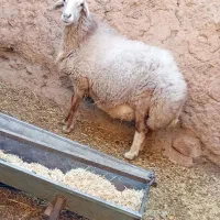 1رس میش درگ آبستن جنس فروشی