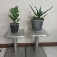 دوعدد پایه گل