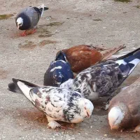 کبوتر پا پر تهرانی|پرنده|آزادشهر, |دیوار