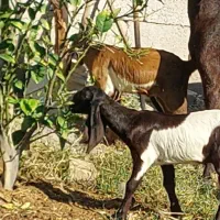 بز پاکستانی اصل هیکلی با دو کهره نر و ماده
