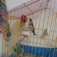 صهره زیرچونه سفید