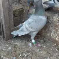 کبوتر  طاووسی گرفتنی