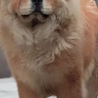 سگ چاو چاو ماده