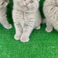 بلو و سیلور