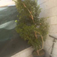 گل یاس هلندی میخک ژاپنی