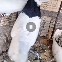 جفت طوقی