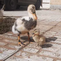 فروش اردک