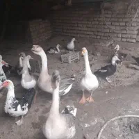 اردک اسرائیلی  و غوغاز