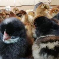 جوجه محلی گلپایگان|حیوانات مزرعه|لاهیجان, کوی خزر|دیوار