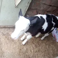 گوساله نر سمینتال