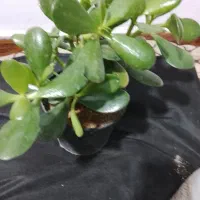 گل اپارتمانی