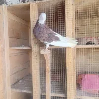 سورپلنگ نرماده