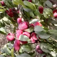 باغ-کلبه-چوبی-و-آراش-زندگی-درختان-بارده