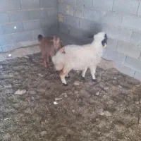 بره بزغاله فروشی|حیوانات مزرعه|حبیب آباد, |دیوار