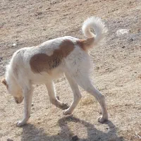 توله سرابی ۴نیم ماهه|سگ|باسمنج, |دیوار