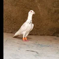 تعدادی کبوتر