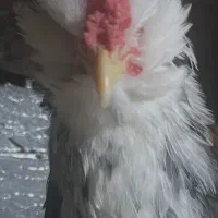 مرغ و خروس گلین