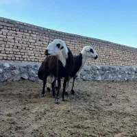 قوچ